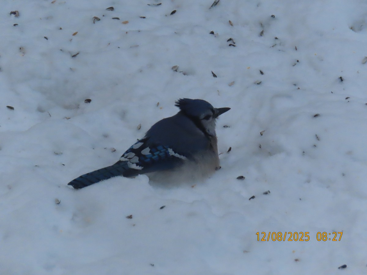 Сизойка блакитна - ML646642520