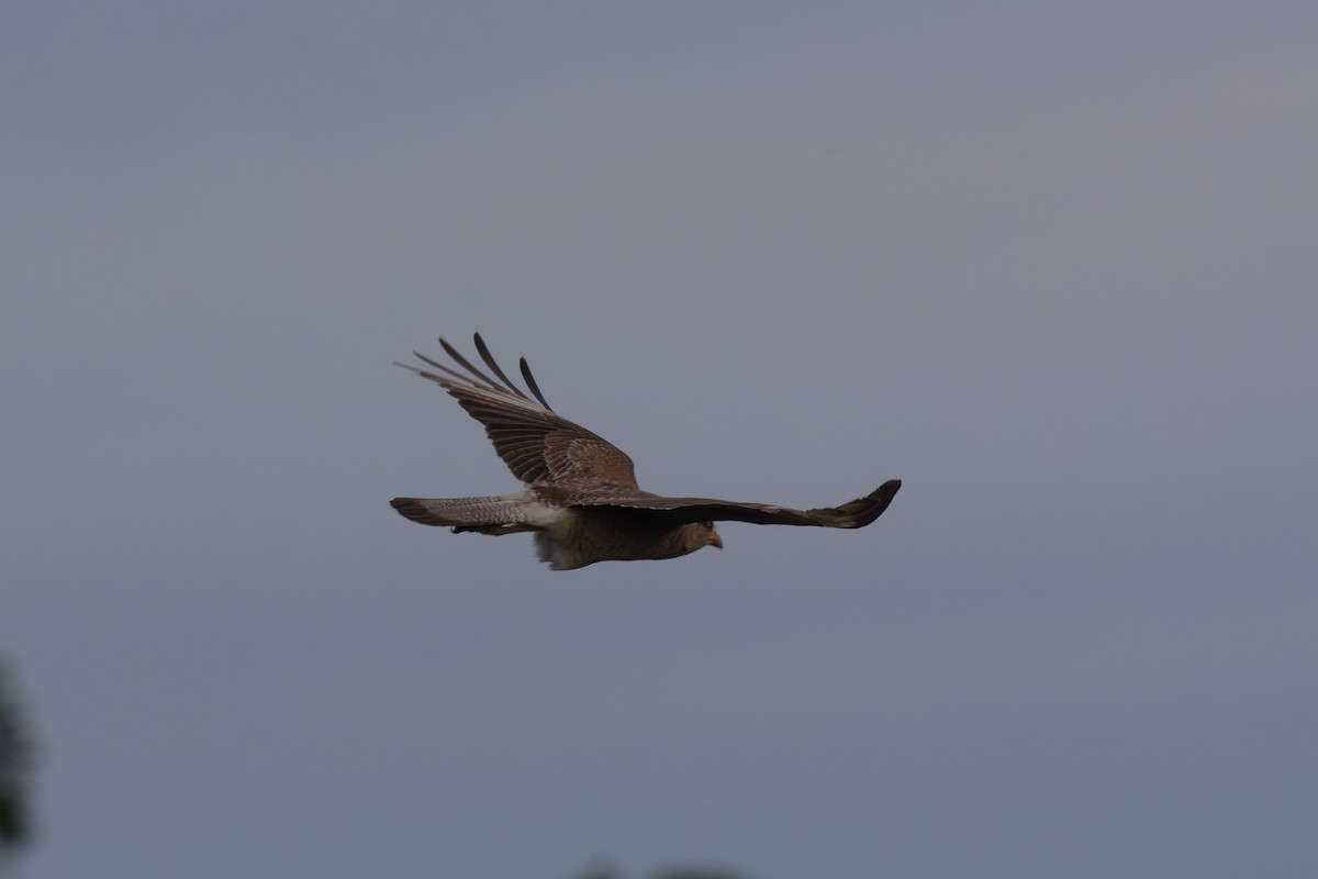 Хіманго - ML646642522