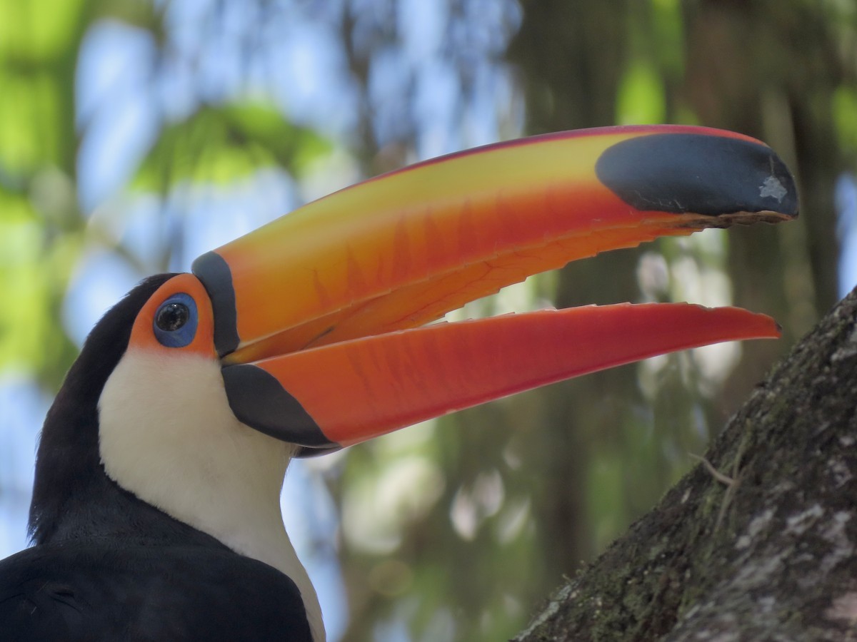 Тукан великий - ML646642523