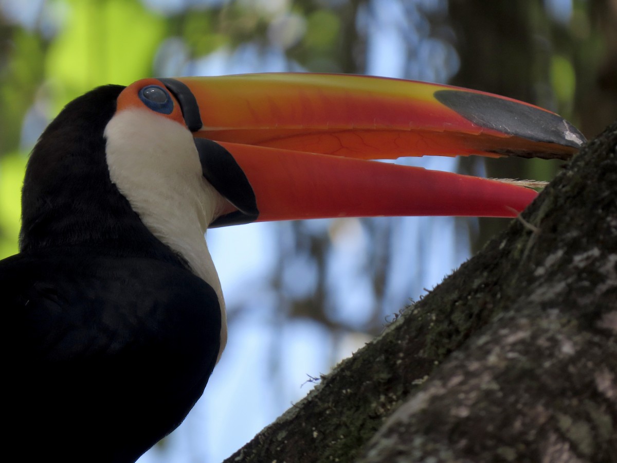 Тукан великий - ML646642524