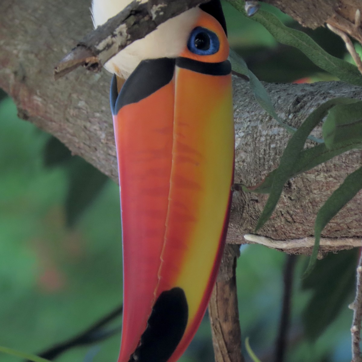 Тукан великий - ML646642525