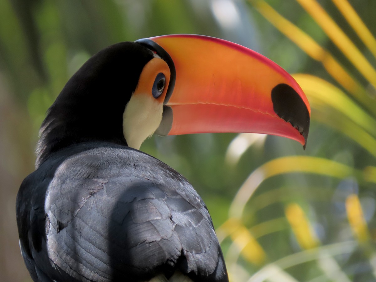 Тукан великий - ML646642526