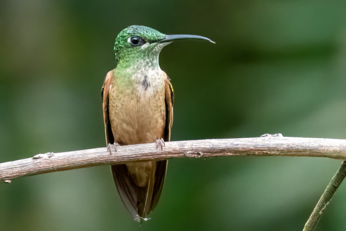 Fawn-breasted Brilliant - ML646642527