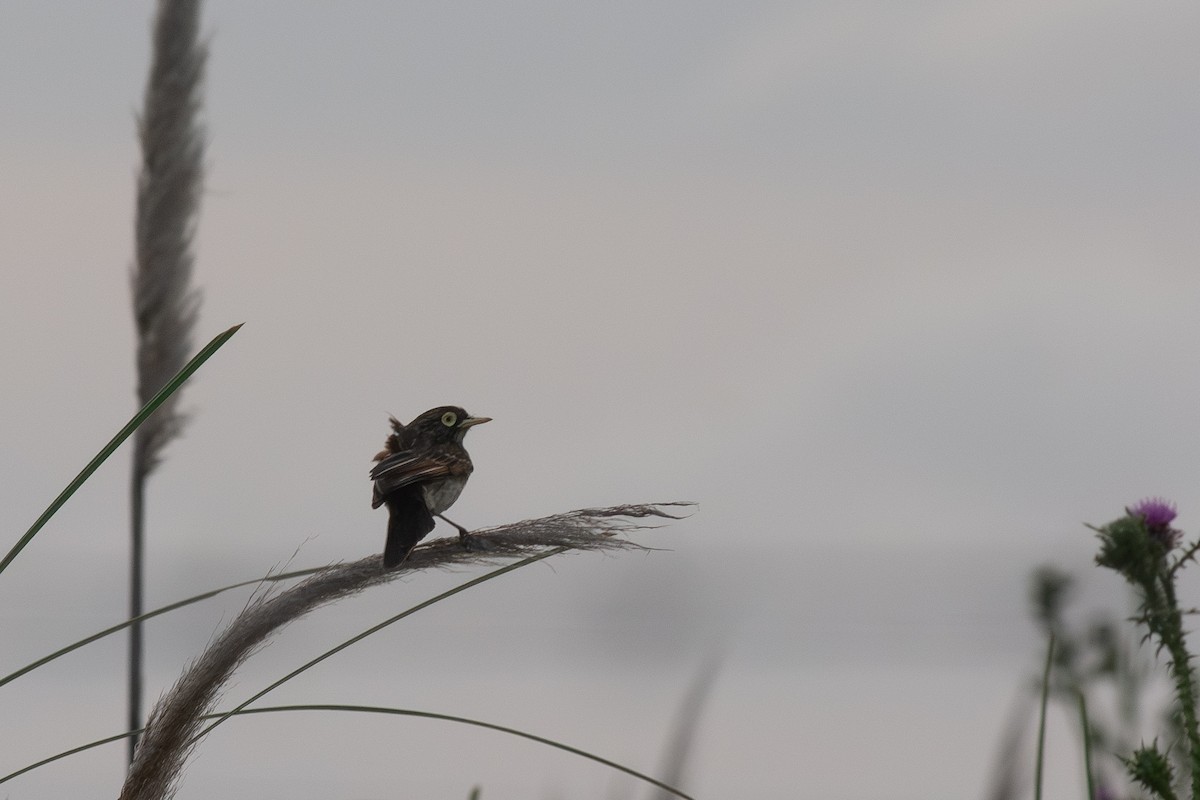 Смолик - ML646642528