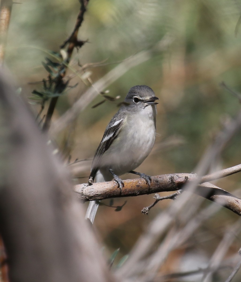 Plumbeous Vireo - ML646642529