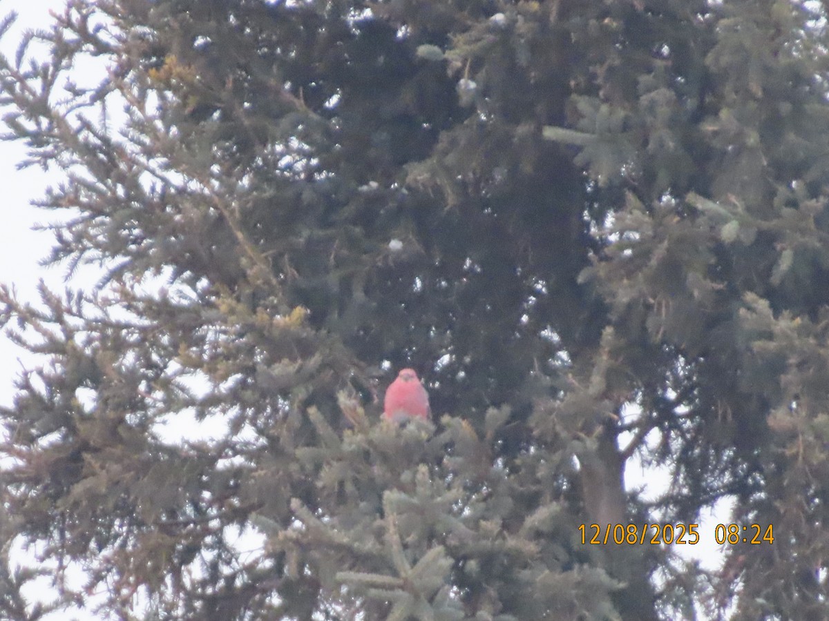 Смеречник тайговий - ML646642530