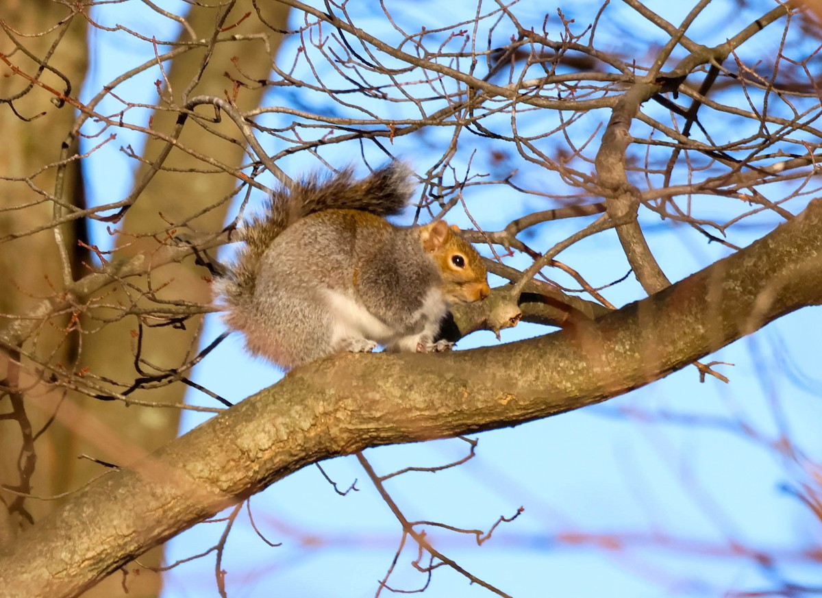 松鼠科 - ML646642531