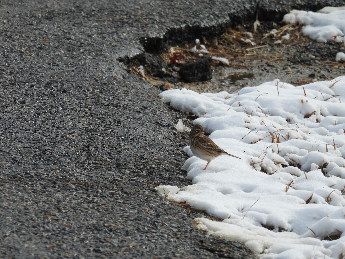 Vesper Sparrow - ML646642533