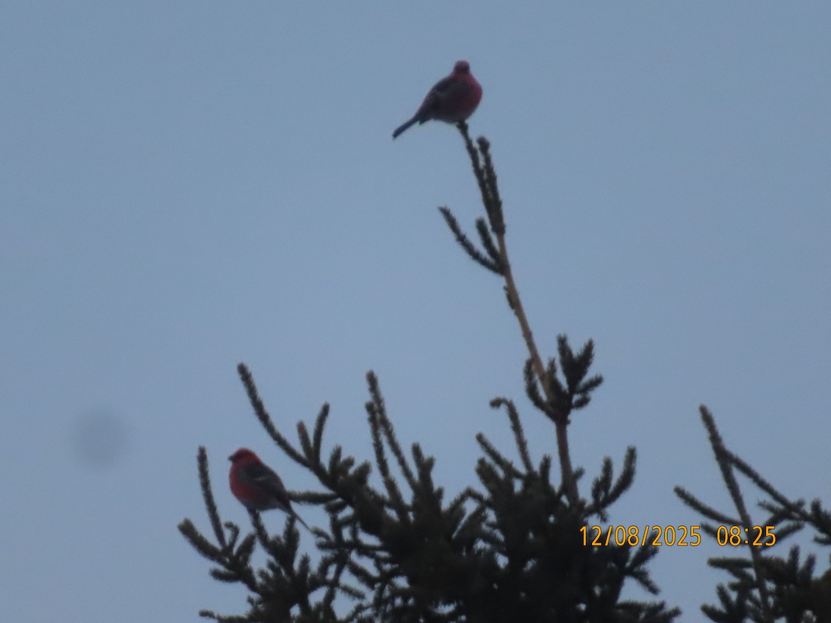 Смеречник тайговий - ML646642537