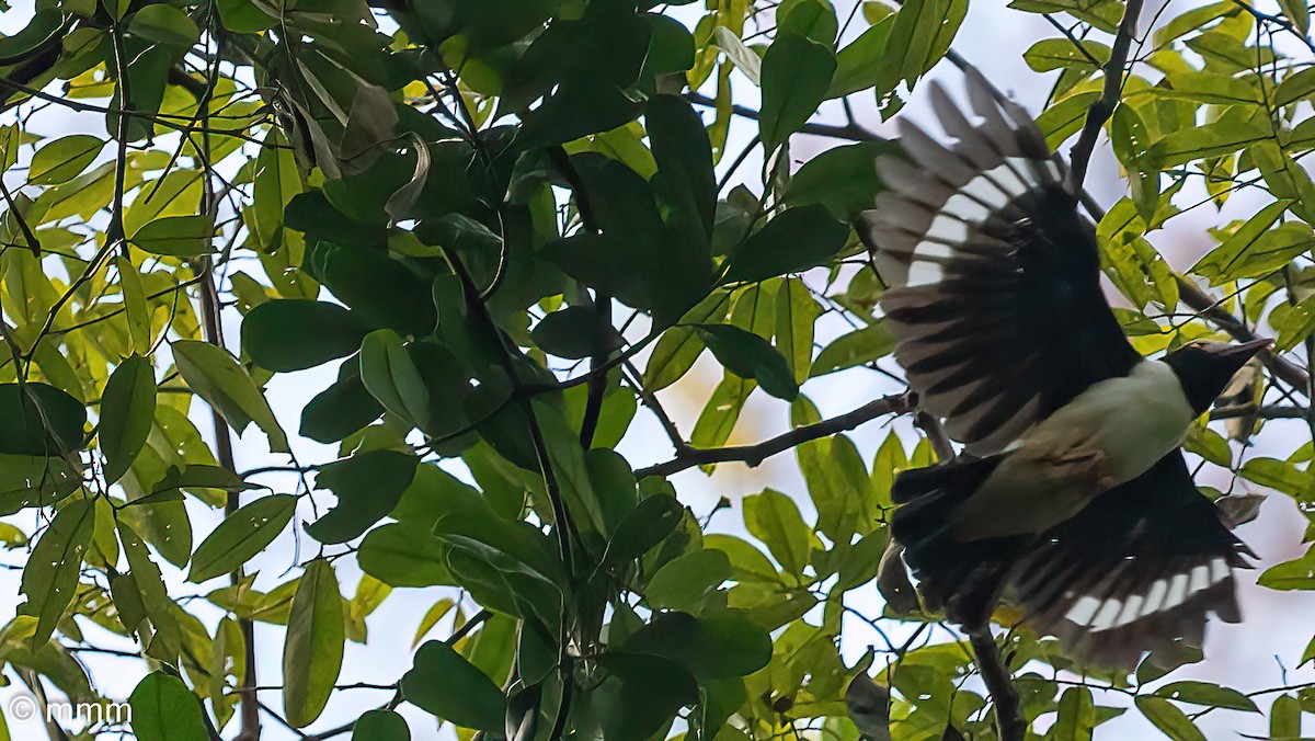 Red-billed Helmetshrike - ML646642542