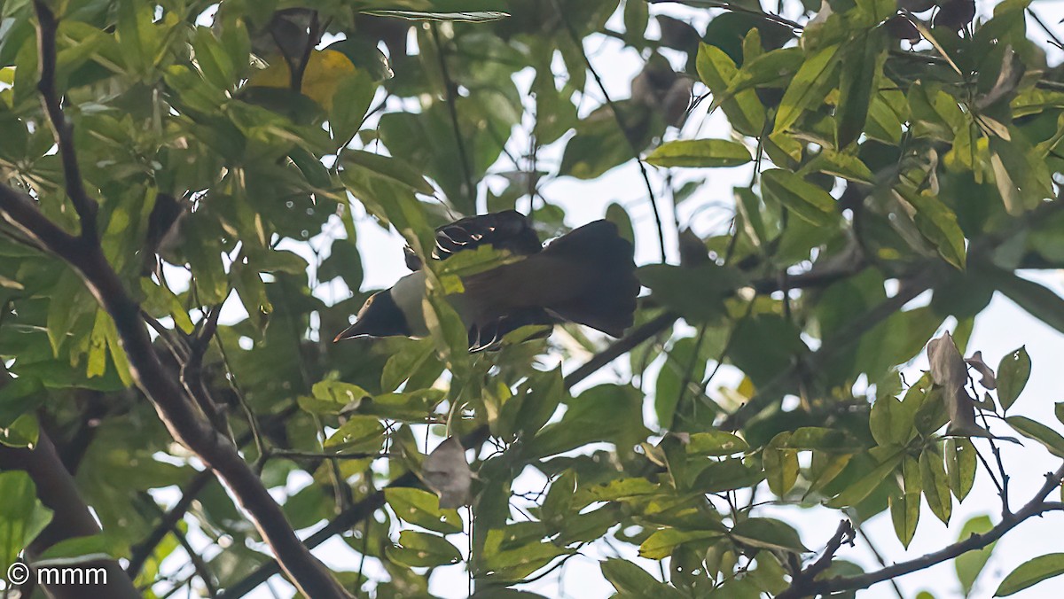 Red-billed Helmetshrike - ML646642543