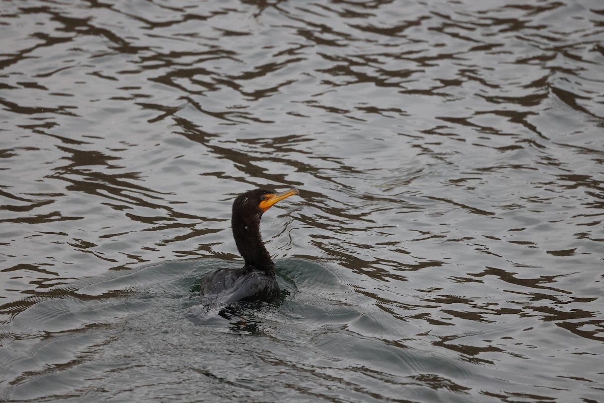 Double-crested Cormorant - ML646642544