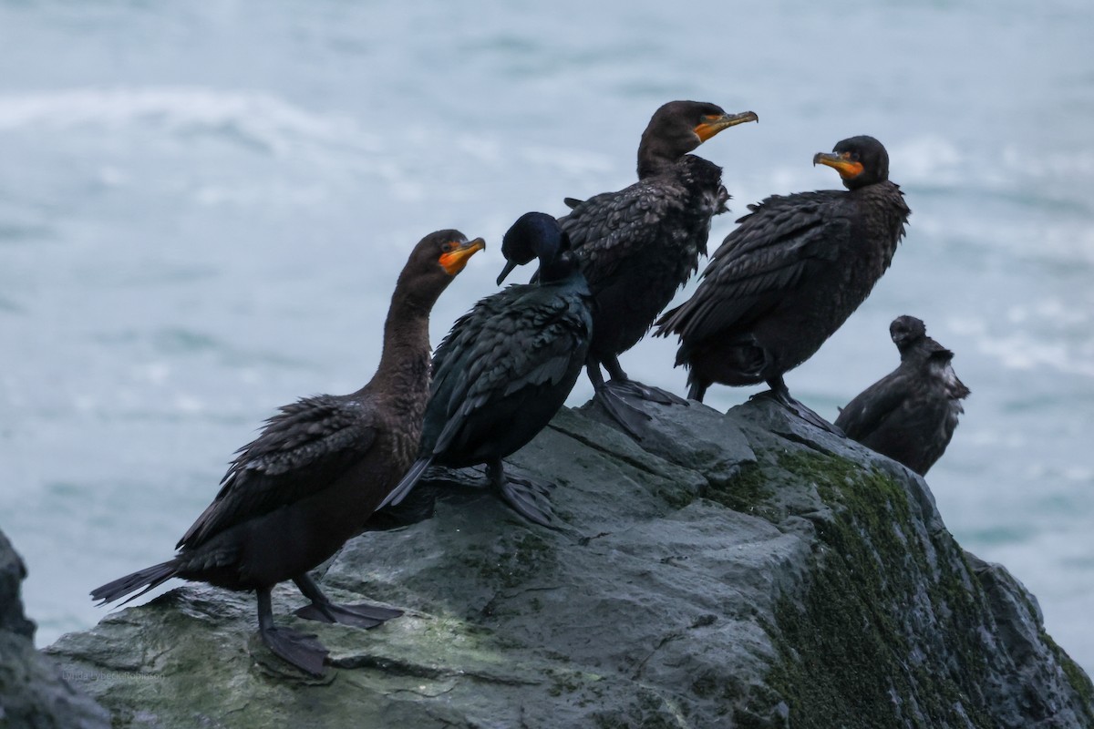 Double-crested Cormorant - ML646642545