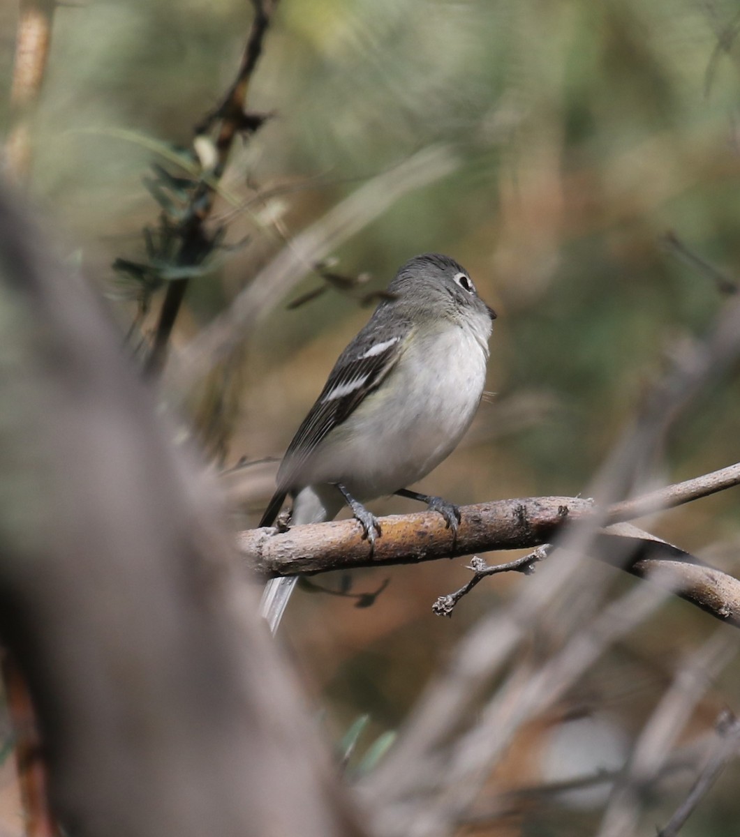 Plumbeous Vireo - ML646642547