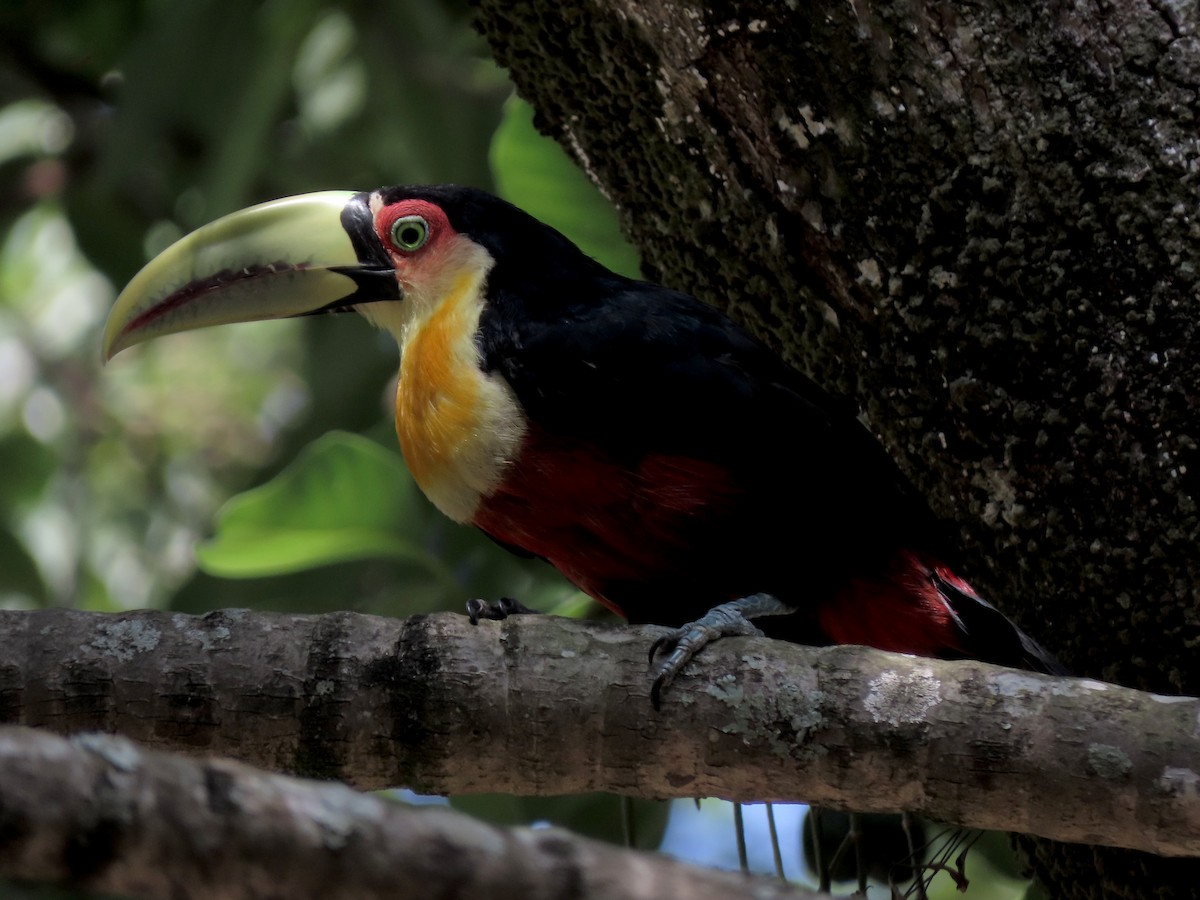 Тукан строкатий - ML646642548