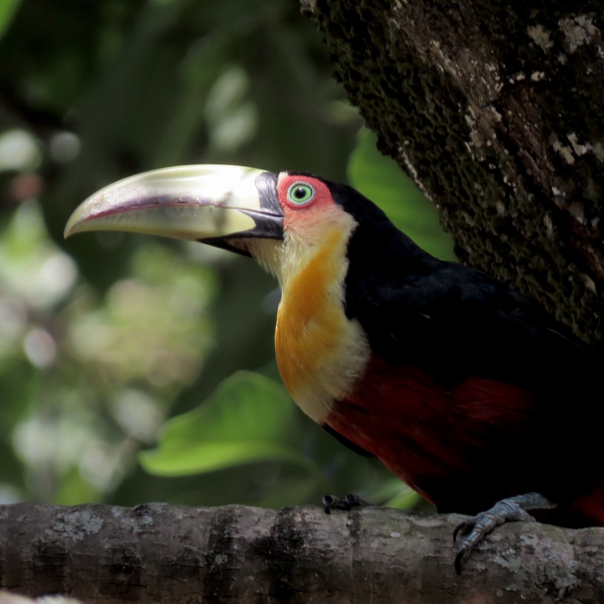 Тукан строкатий - ML646642549