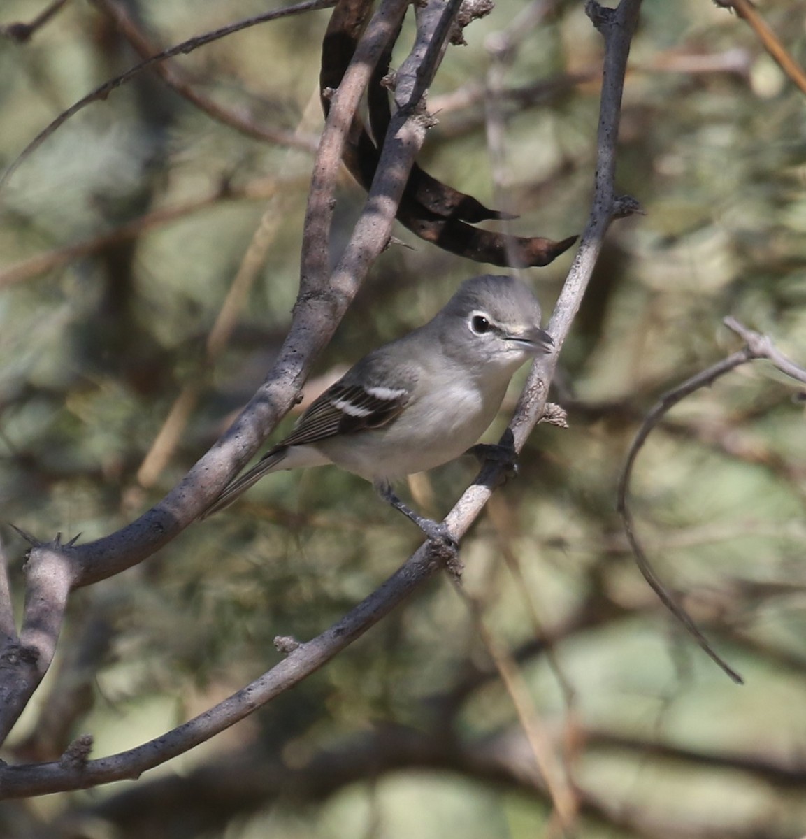 Plumbeous Vireo - ML646642555