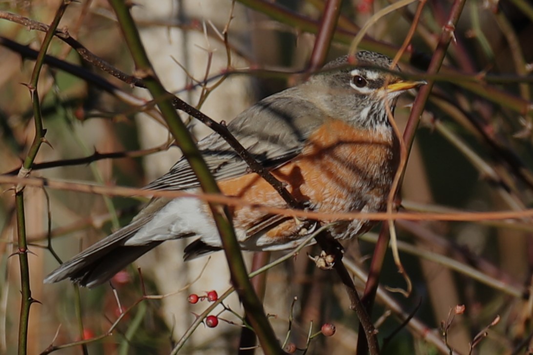 American Robin - ML646642557