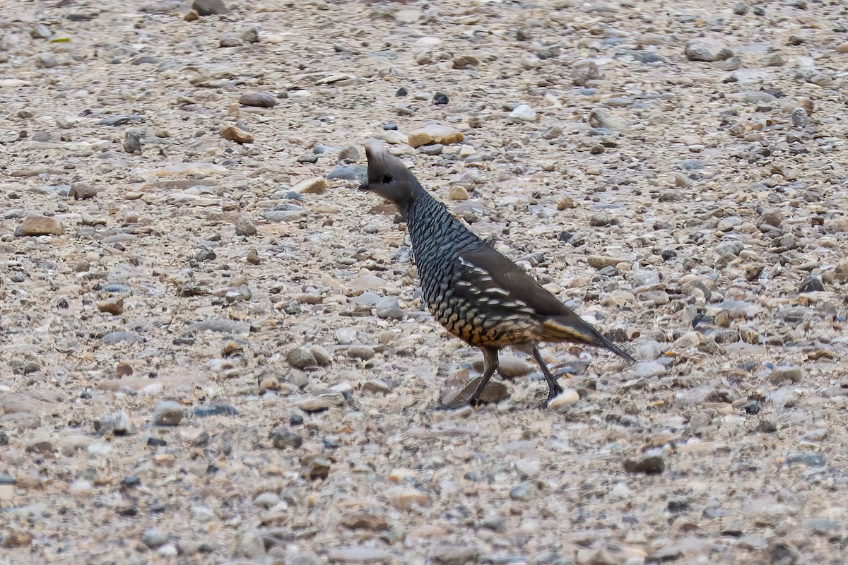 Scaled Quail - ML646642558