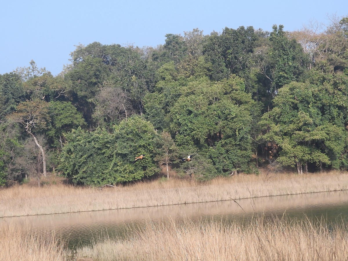 eBird Checklist - 5 Dec 2025 - Pench National Park--Sillari Gate - 56 ...