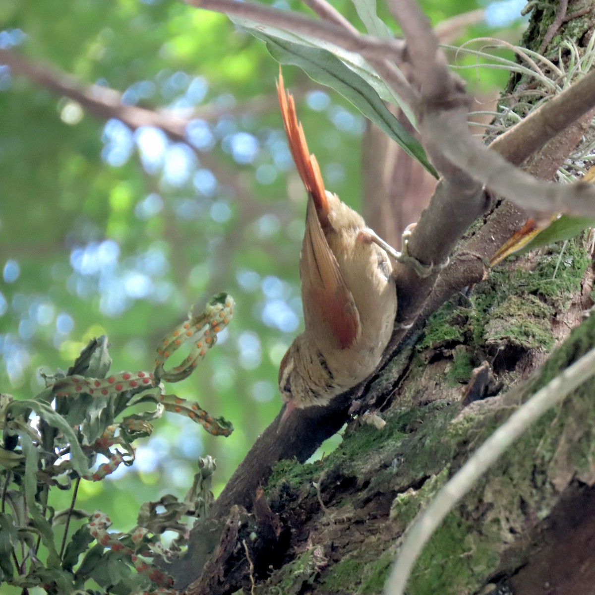 Курутія бліда - ML646642564