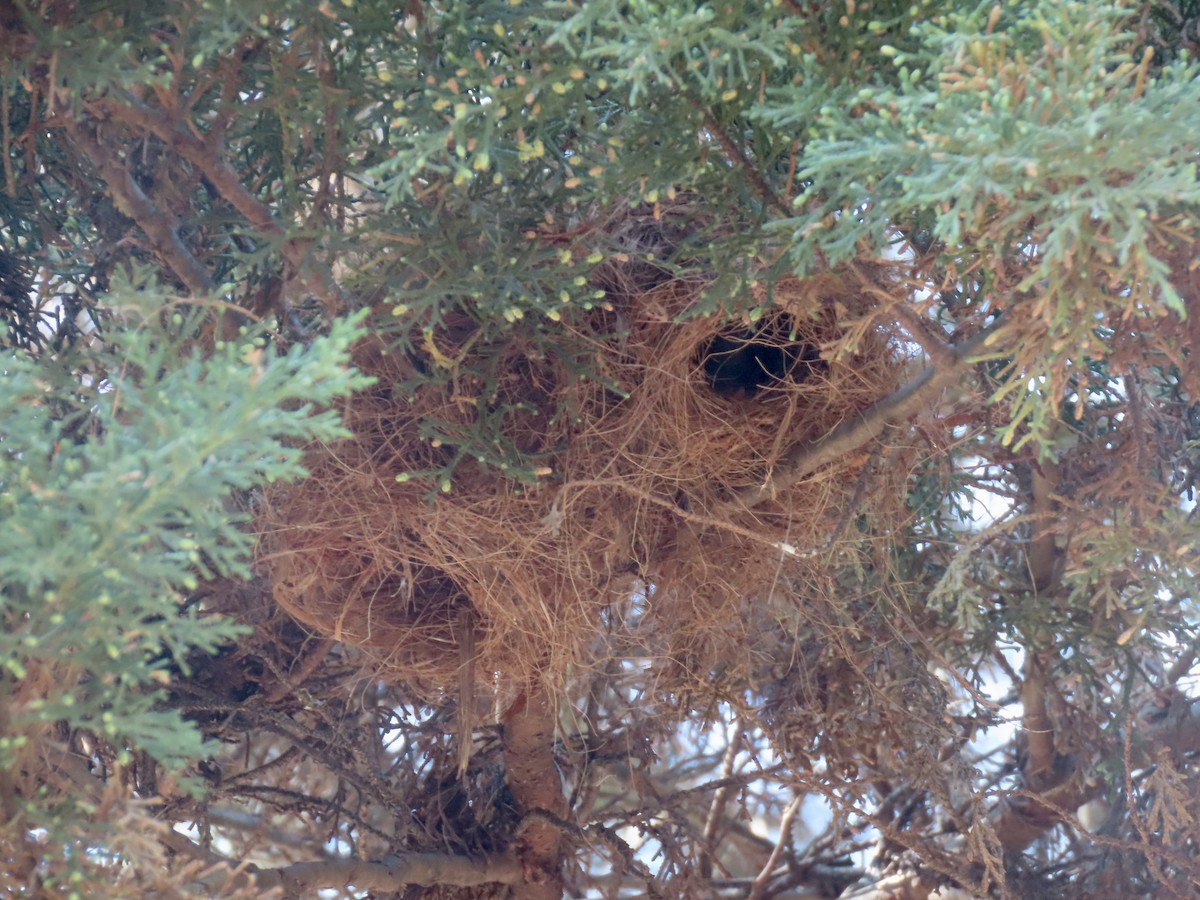 Курутія бліда - ML646642565