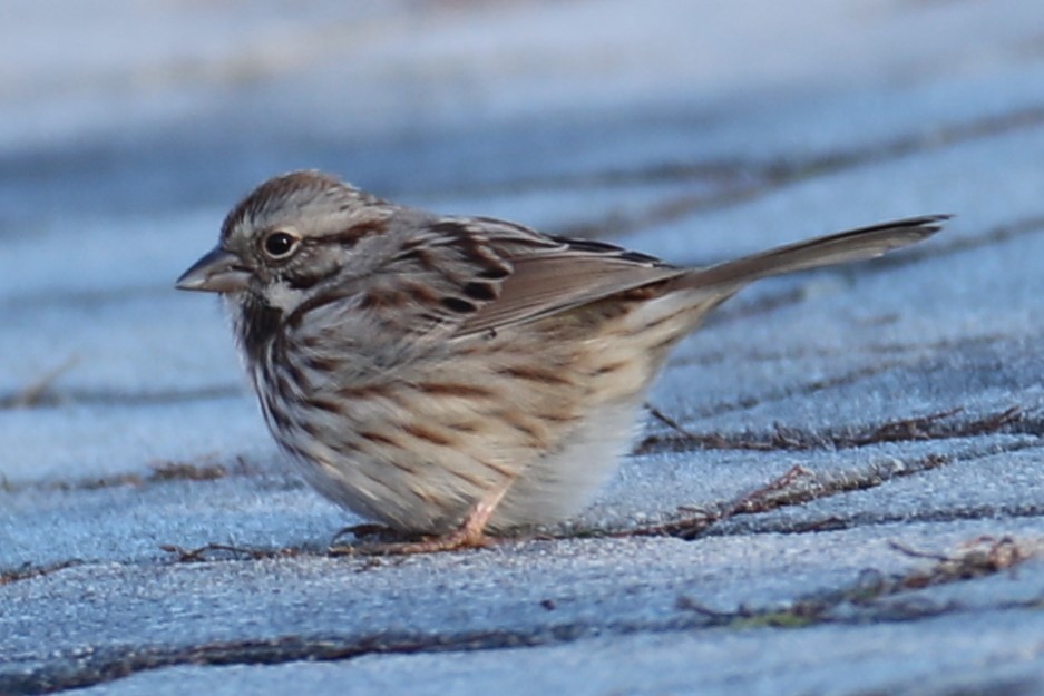 Song Sparrow - ML646642566