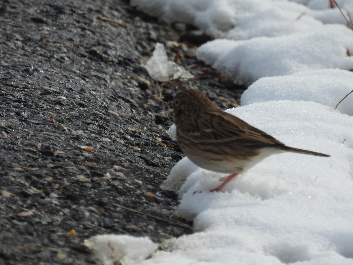 Vesper Sparrow - ML646642569