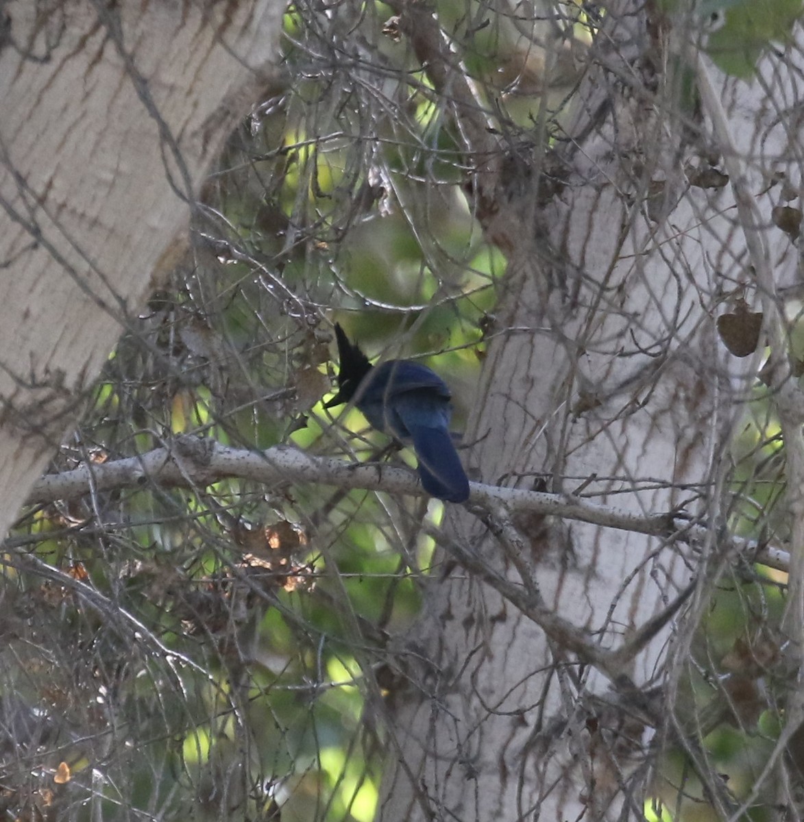 Steller's Jay (Southwest Interior) - ML646642572