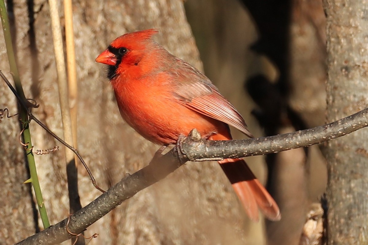 Northern Cardinal - ML646642573