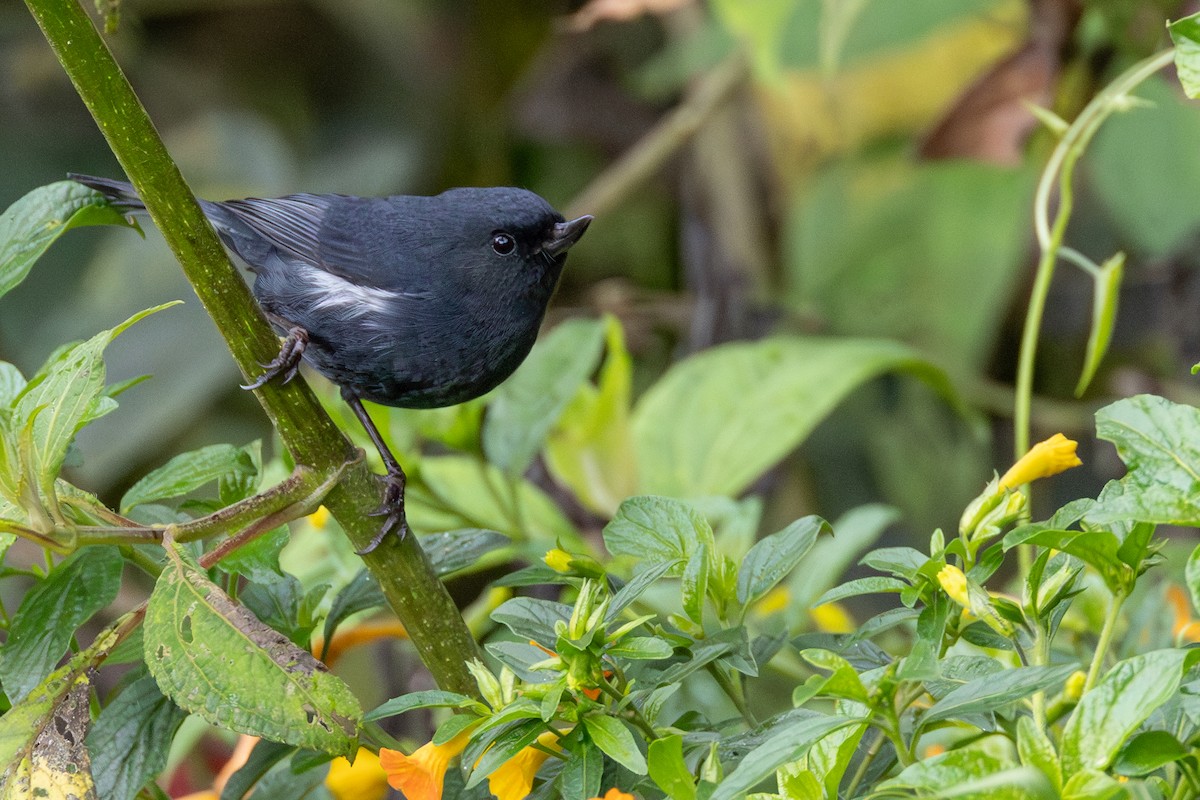 hvitsideblomsterborer - ML646642574