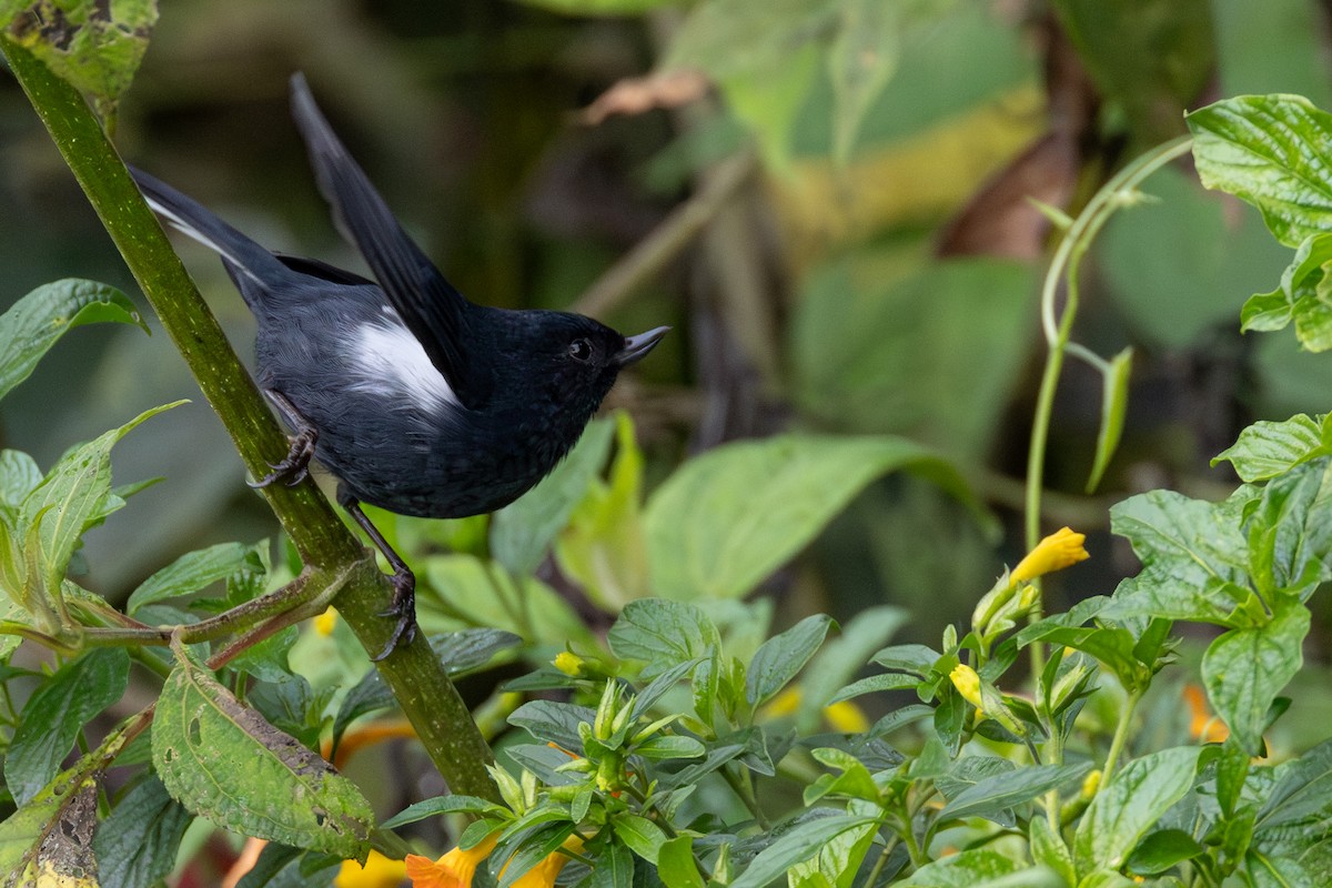 hvitsideblomsterborer - ML646642575