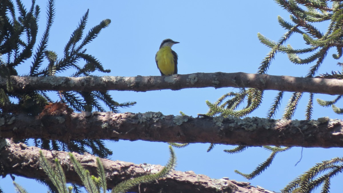 Пітанга велика - ML646642576