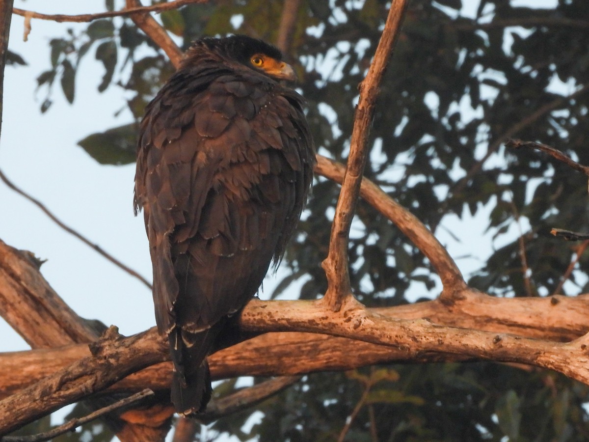 Culebrera Chiíla - ML646642580