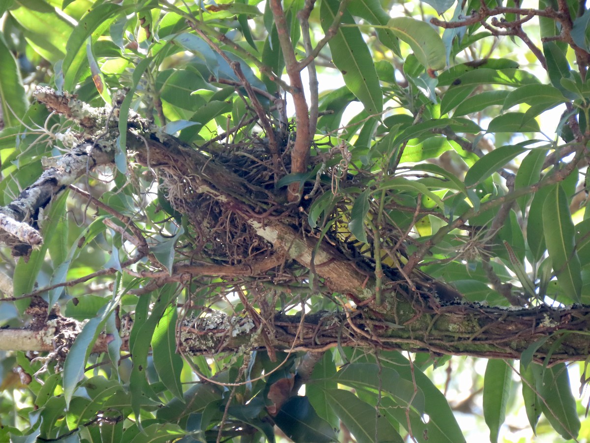 Пітанга-великодзьоб - ML646642581