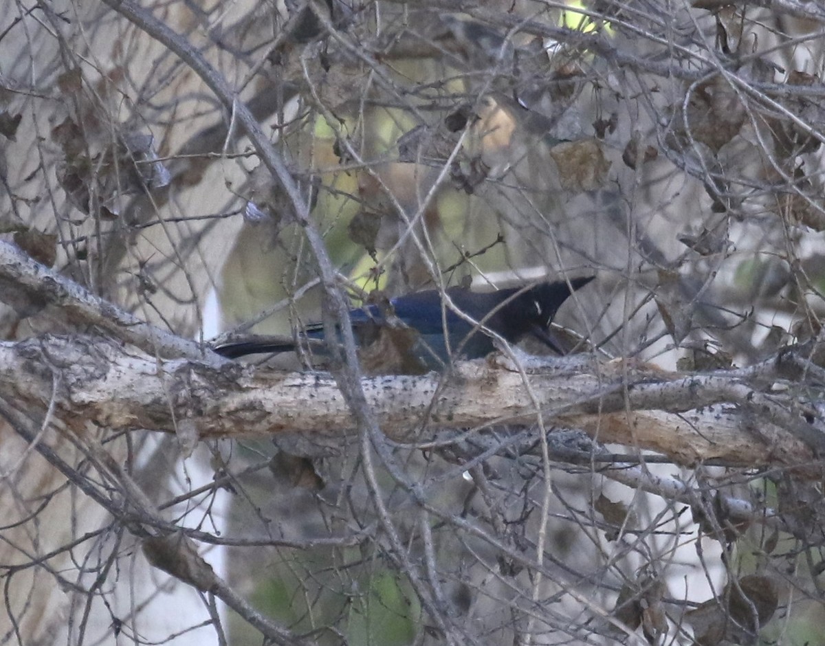 Steller's Jay (Southwest Interior) - ML646642582