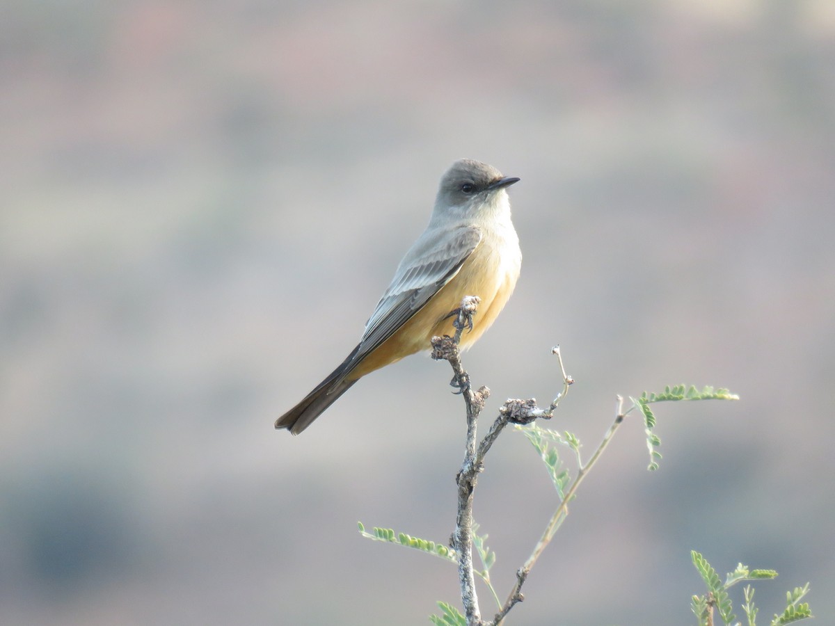 Say's Phoebe - ML646642586
