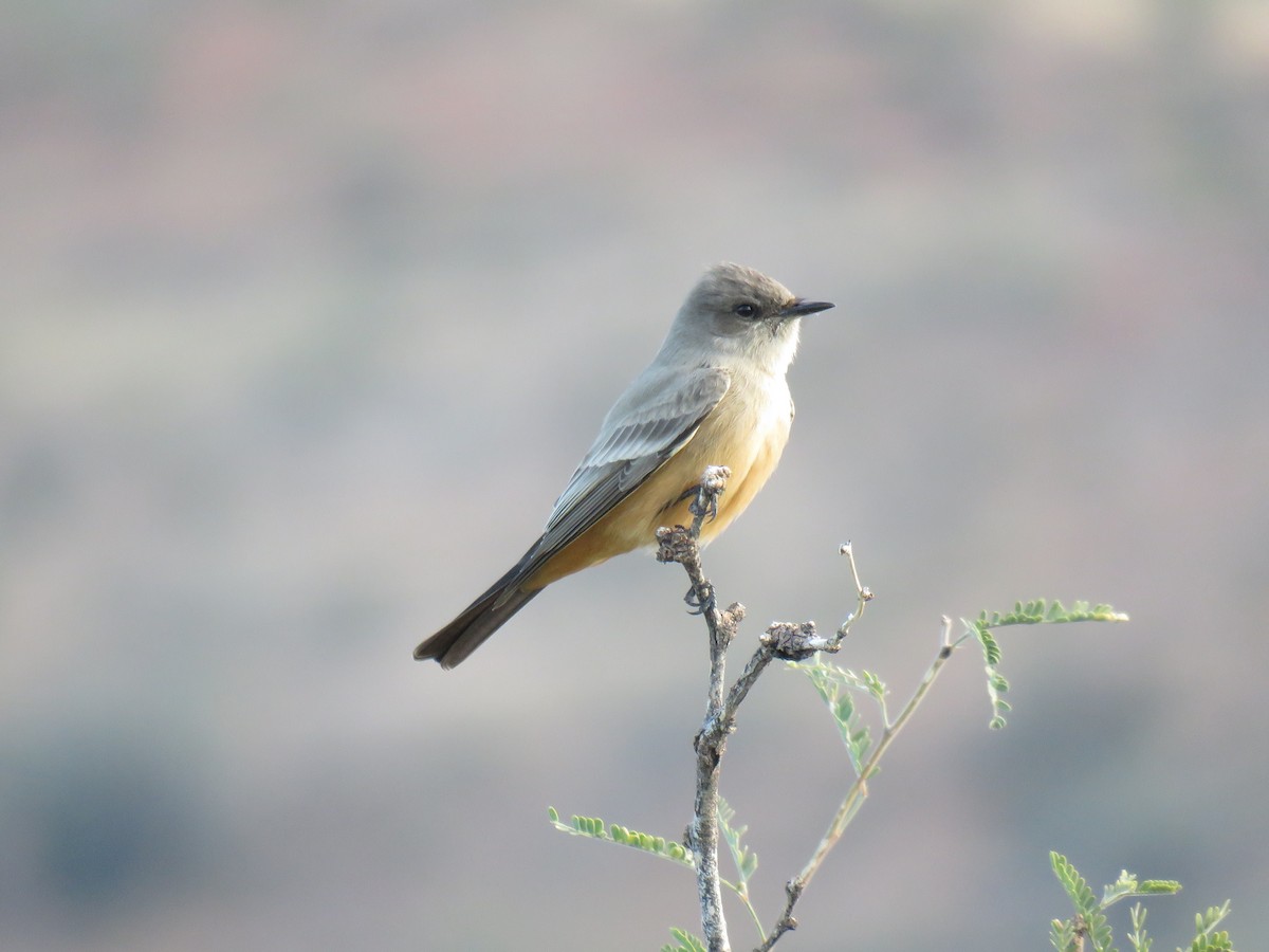 Say's Phoebe - ML646642587