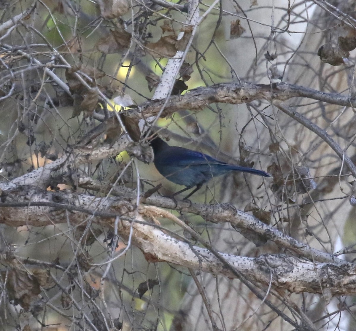 Steller's Jay (Southwest Interior) - ML646642590