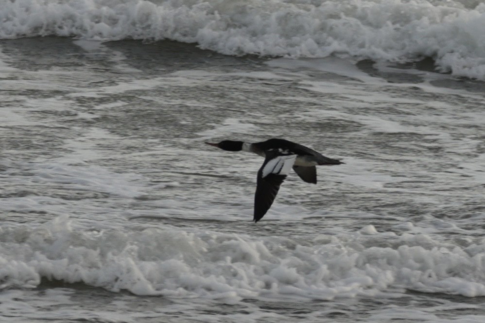 Red-breasted Merganser - ML646642593