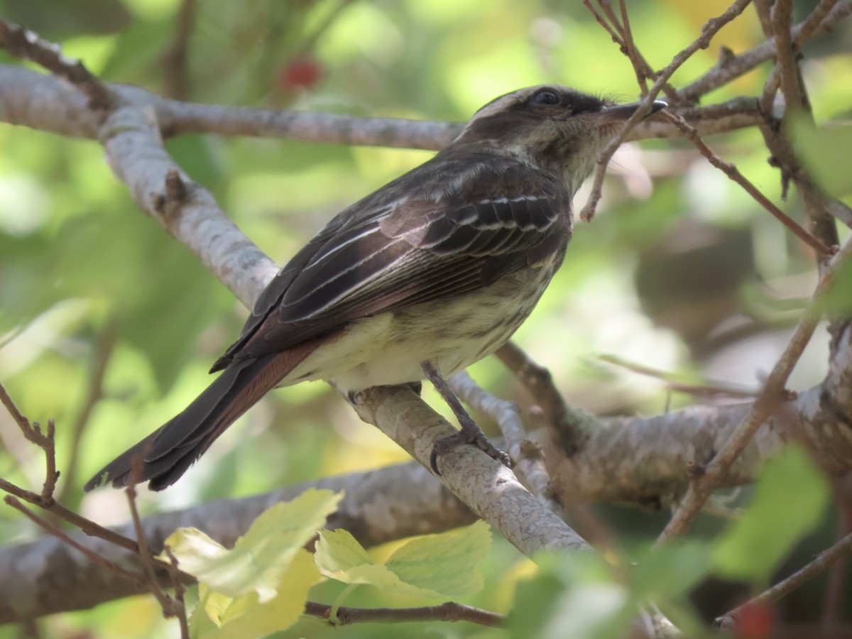 Туквіто строкатий - ML646642594