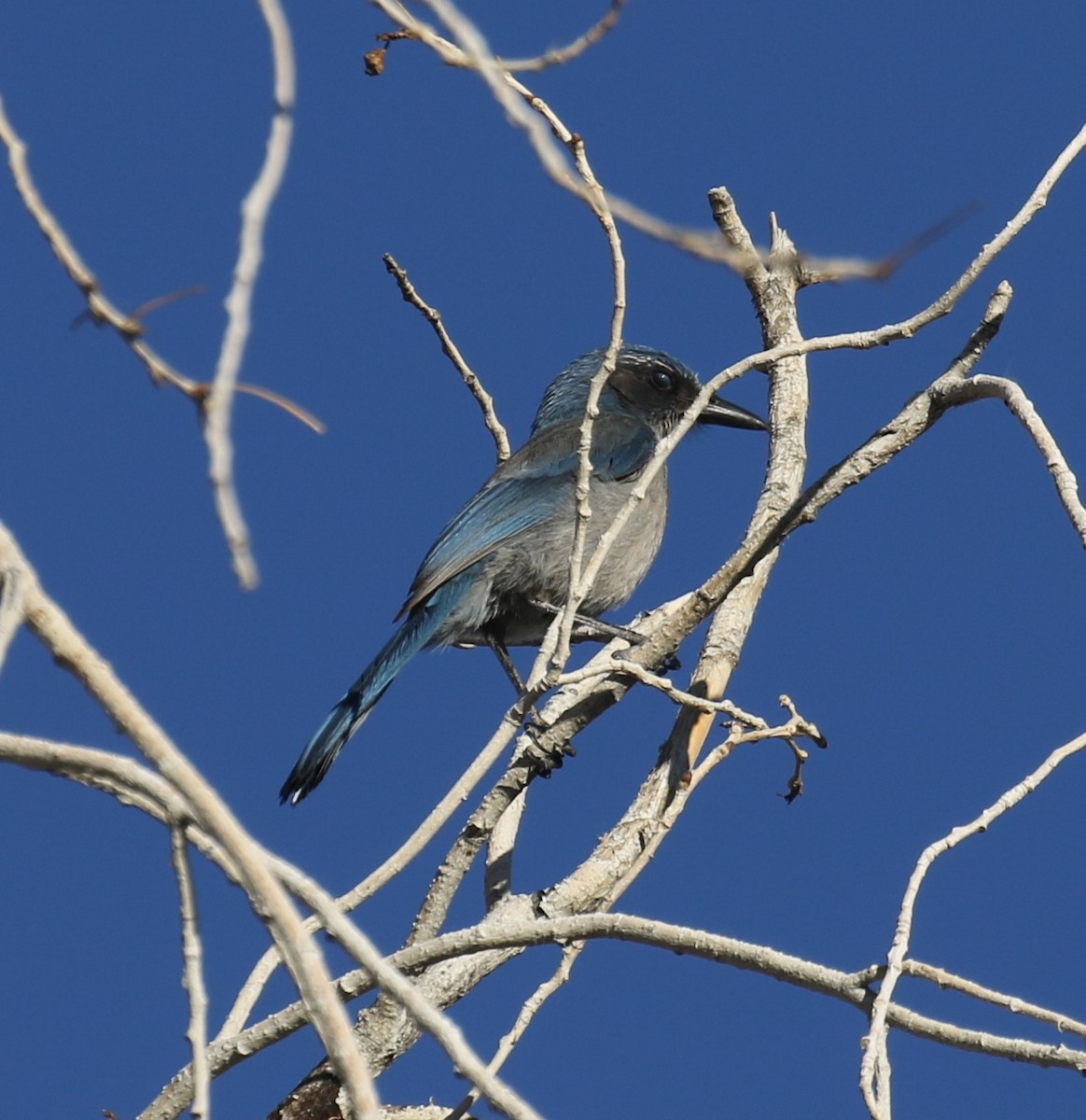 Woodhouse's Scrub-Jay - ML646642604