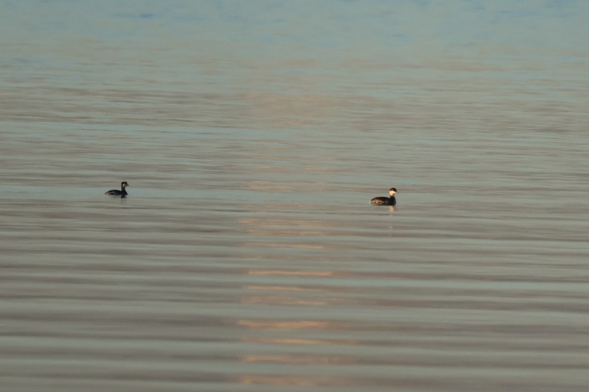 Grèbe à cou noir - ML646642605