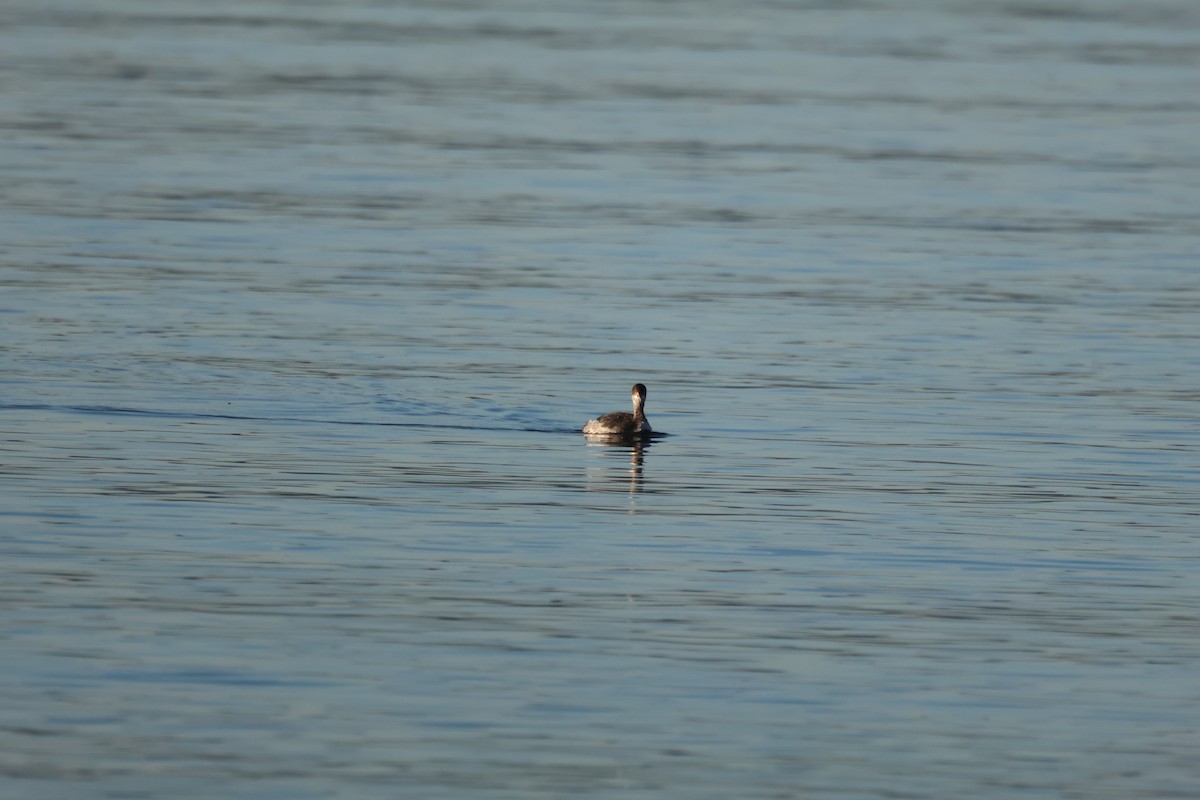 Grèbe à cou noir - ML646642606