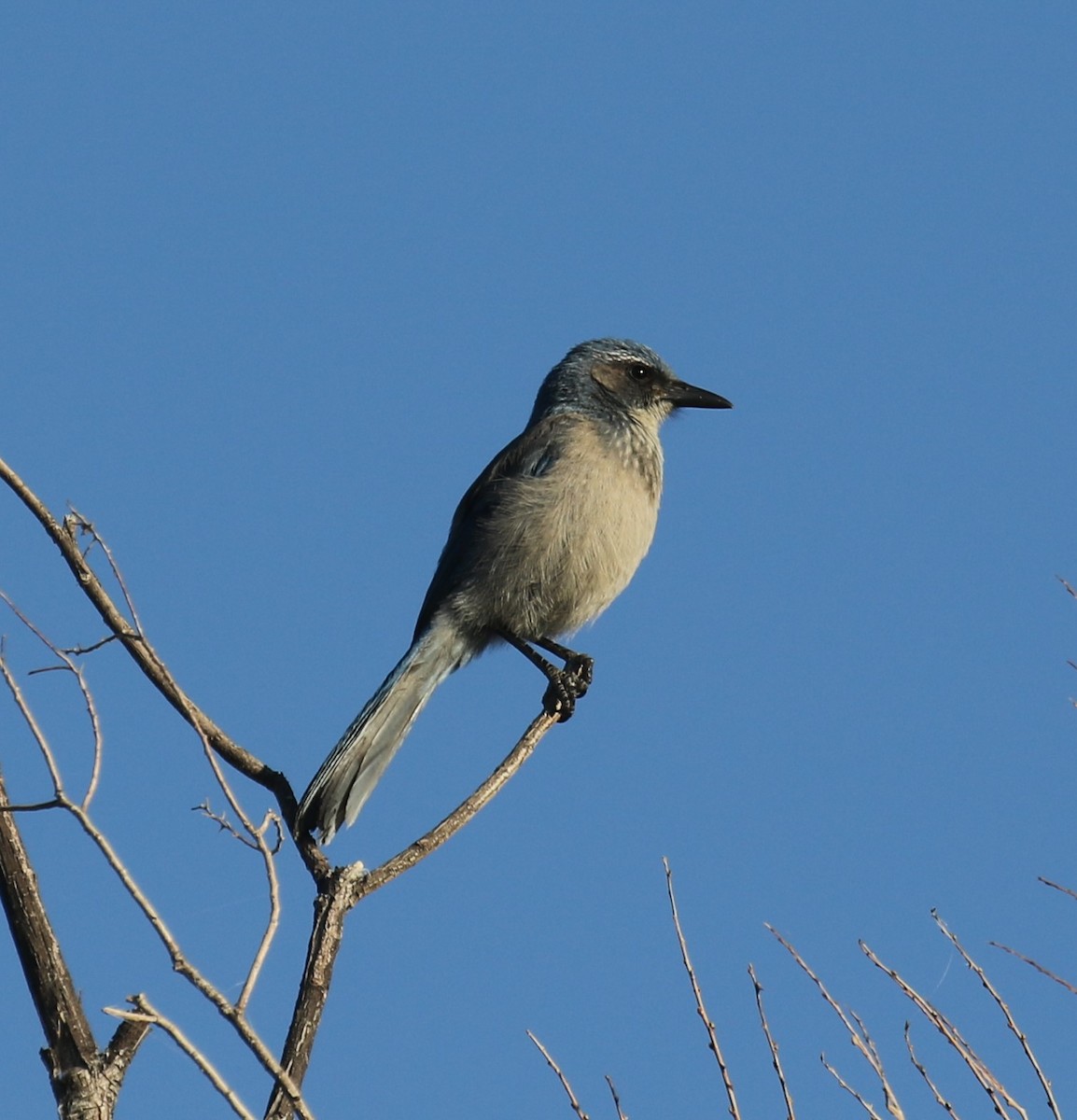 Woodhouse's Scrub-Jay - ML646642609