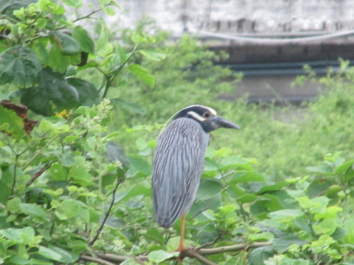 kvakoš žlutočelý - ML646642612