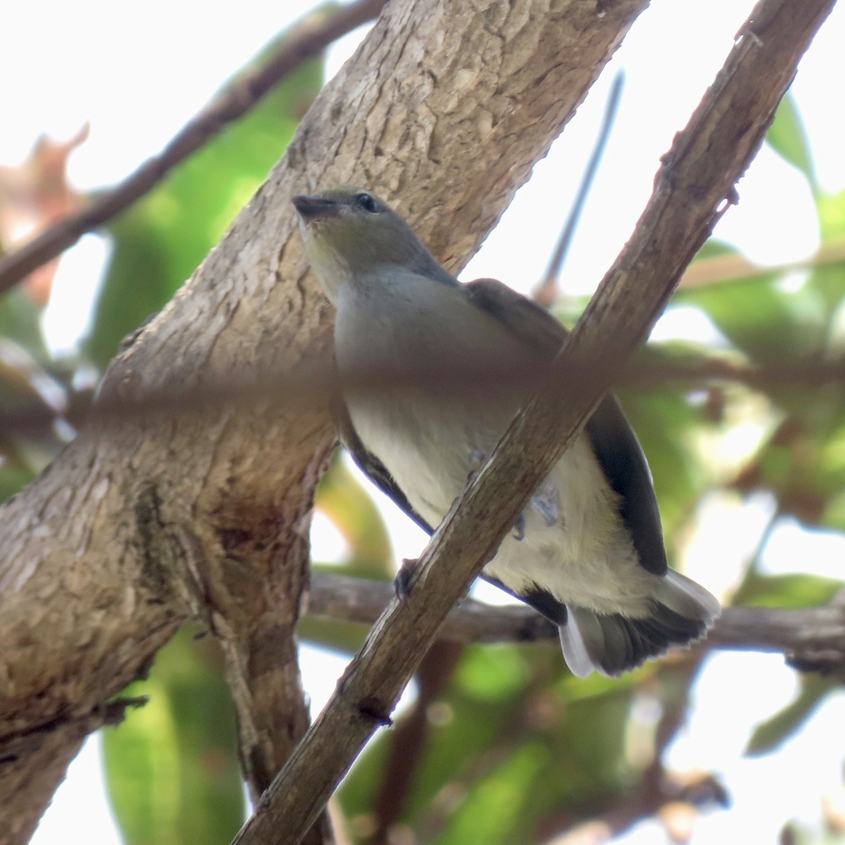 Гутурама пурпуровоголова - ML646642613