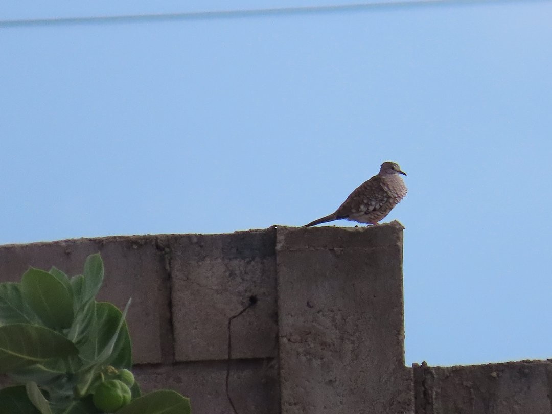 Scaled Dove - ML646642614