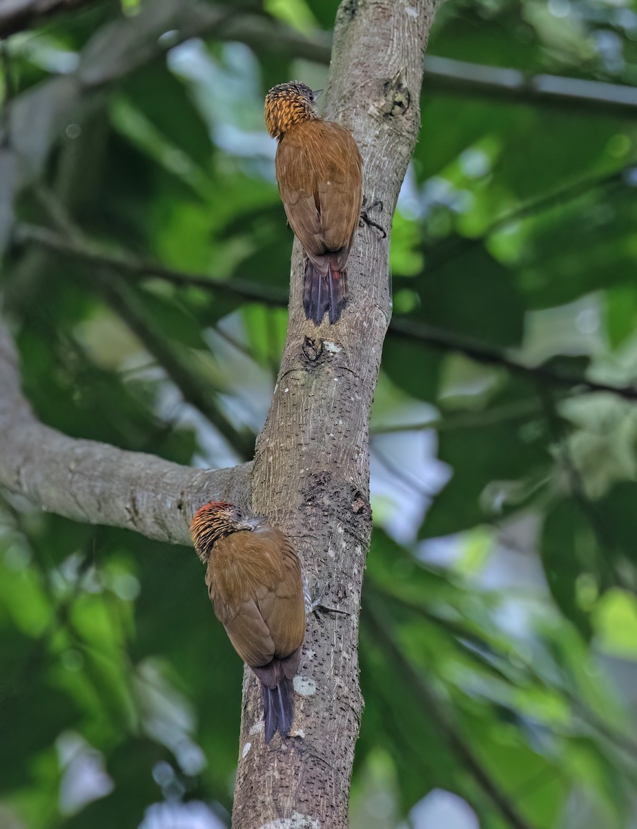 Red-rumped Woodpecker - ML646642616