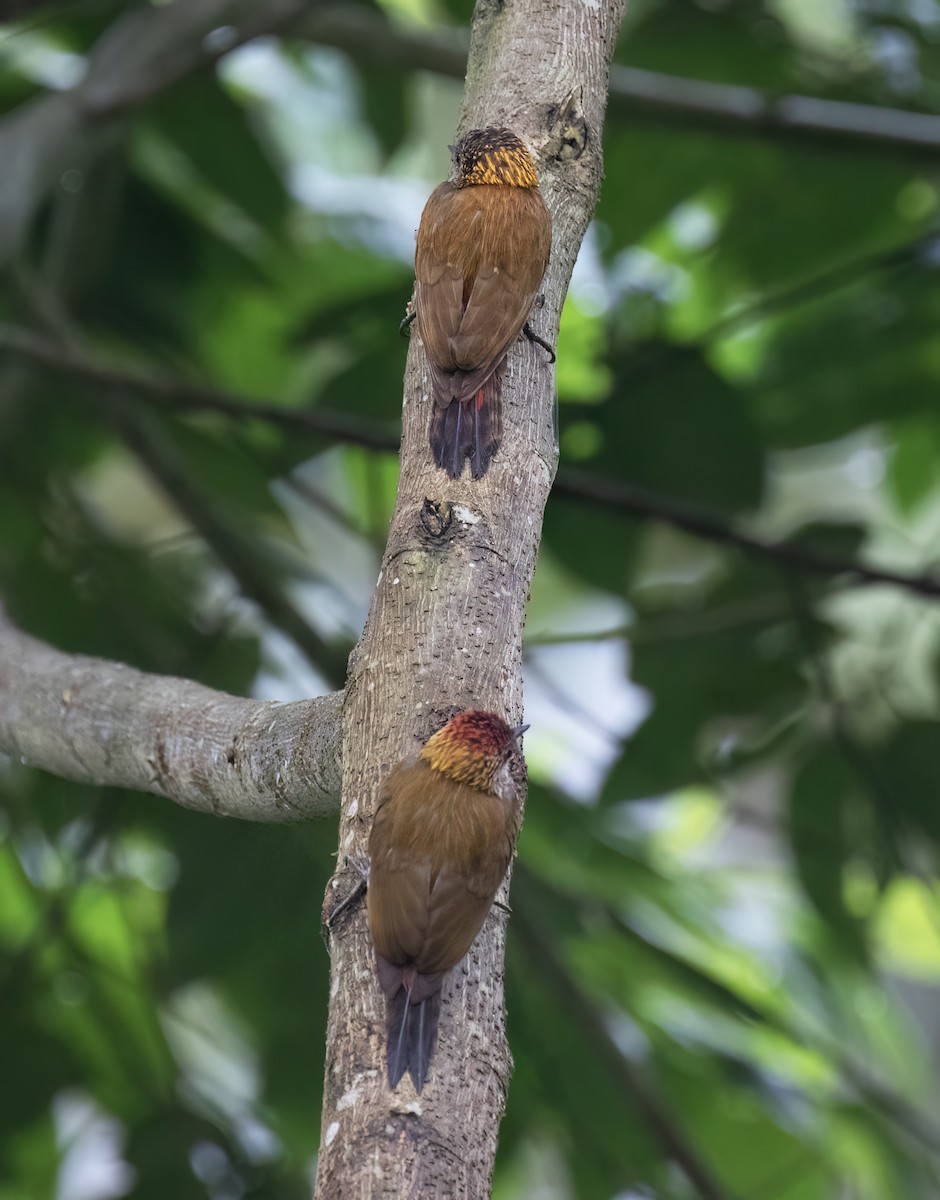 Red-rumped Woodpecker - ML646642617